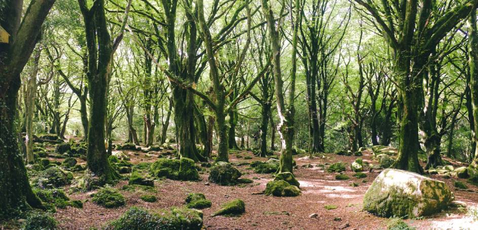 Galway Forest Reserve
