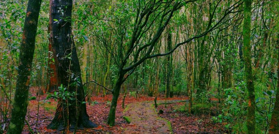 Galway Forest Reserve